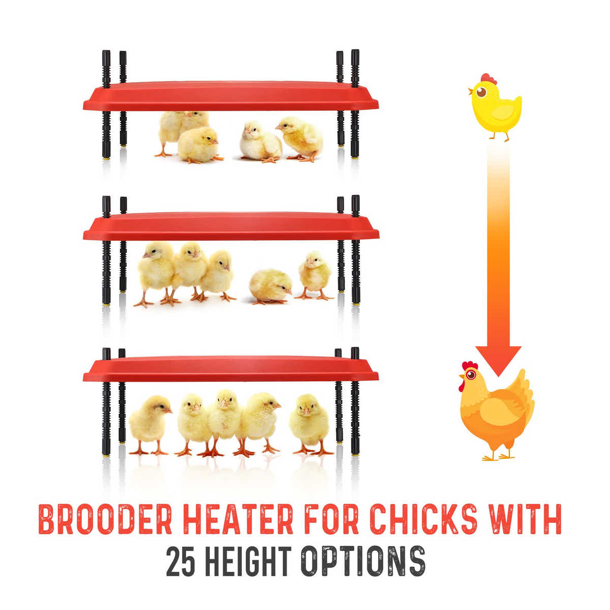DS BD Chick Brooder Heating Plate Warmer 45x60cm 40-50 Chicks Adjustable Height