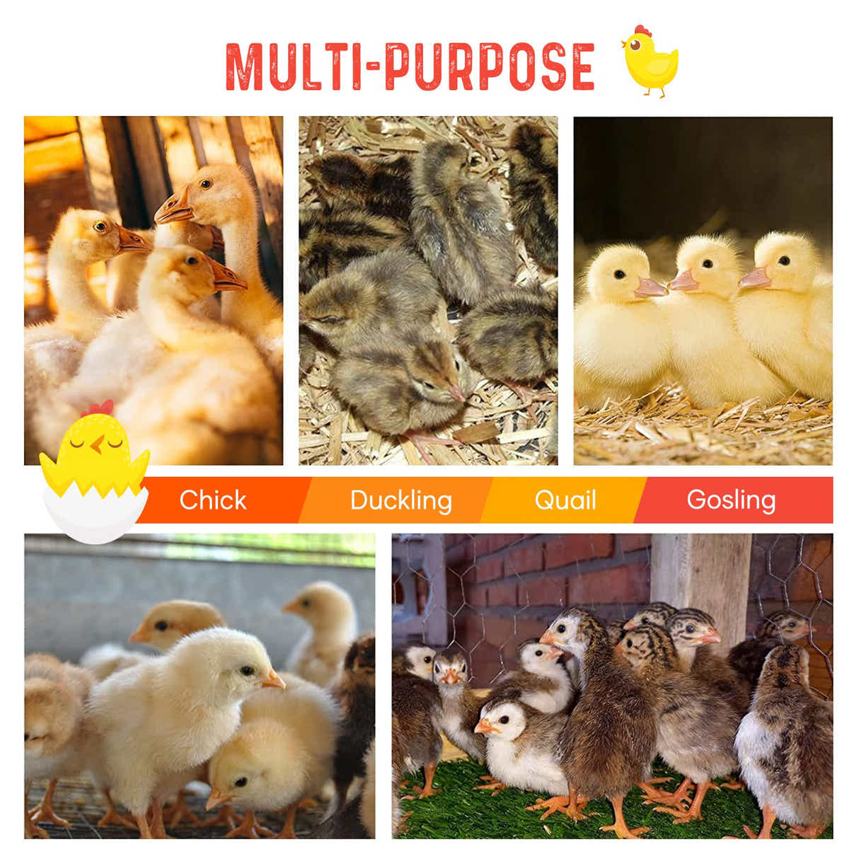 DS BD Chick Brooder Heating Plate Warmer 45x60cm 40-50 Chicks Adjustable Height