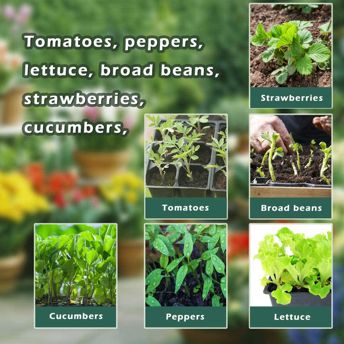 DS BS 10 Packs 12 Cells Seed Starter Tray Seed Starter Kit
