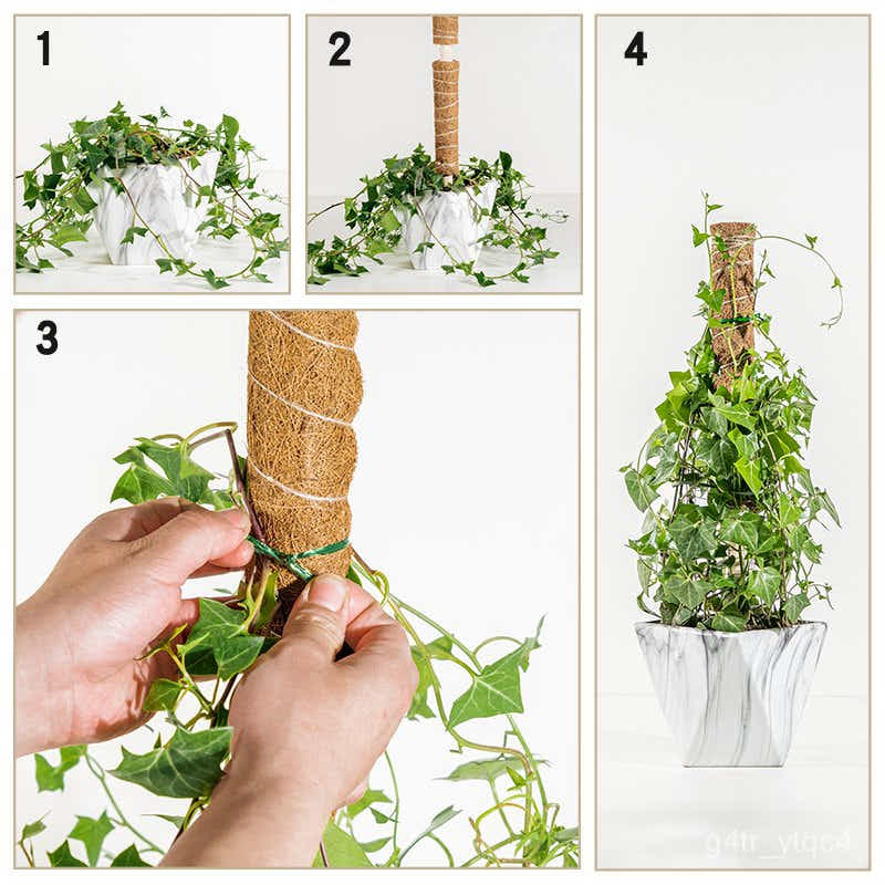 DS BS Coconut Liner Moss Rod for Climbing Plants 50cm 4 Pack