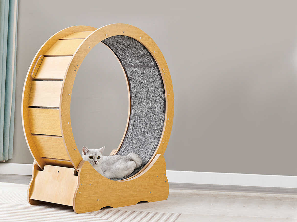Cat Running Wheel