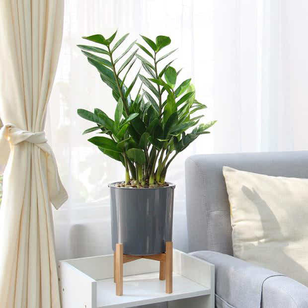 DS BS 3 Size Plant Pot Stand with Wood Rack