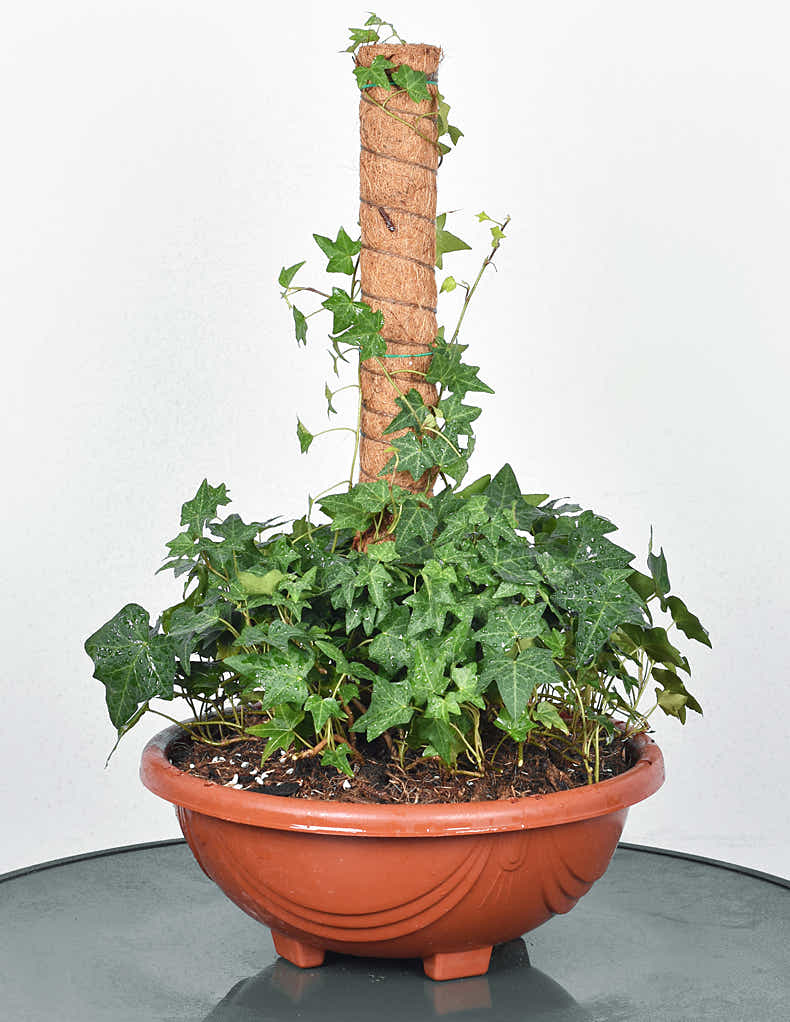 DS BS Coconut Liner Moss Rod for Climbing Plants 50cm 4 Pack