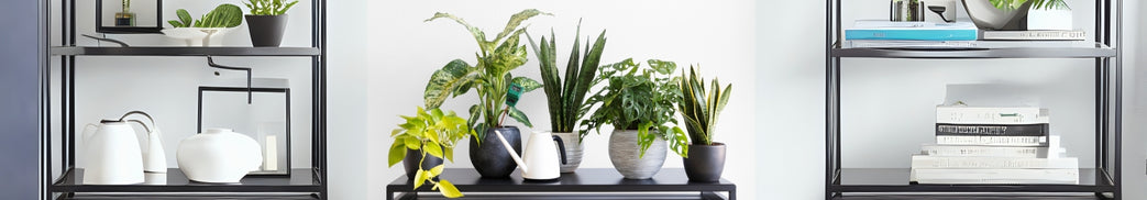 Indoor Plant