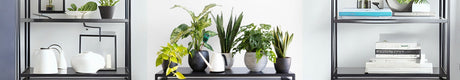 Indoor Plant