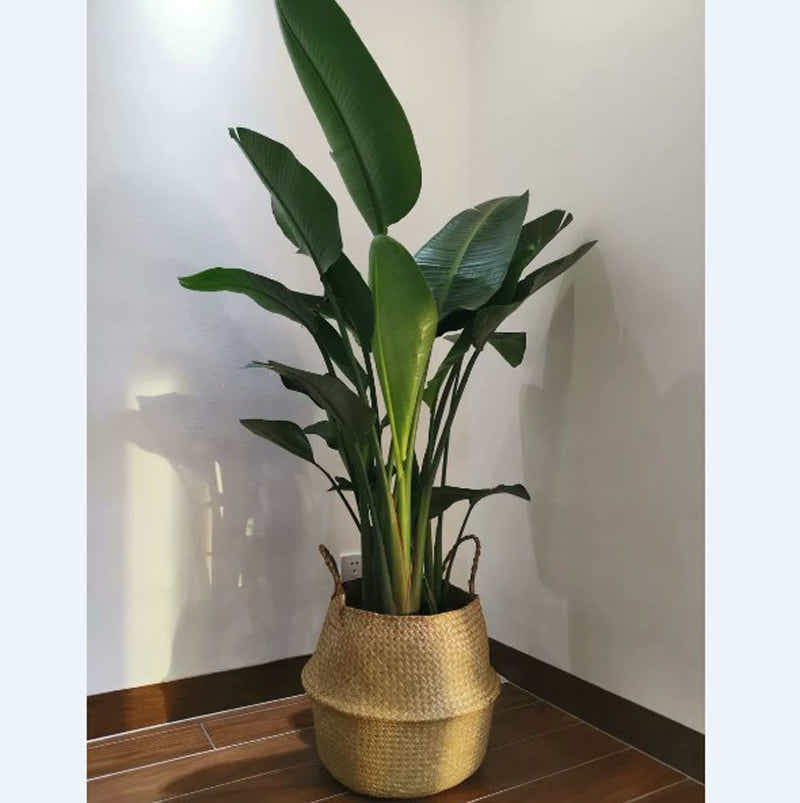 DS BS Natural Woven Seagrass Flower Baskets Garden Flower Pot-XL