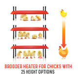 DS BD Chick Brooder Heating Plate Warmer 45x60cm 40-50 Chicks Adjustable Height