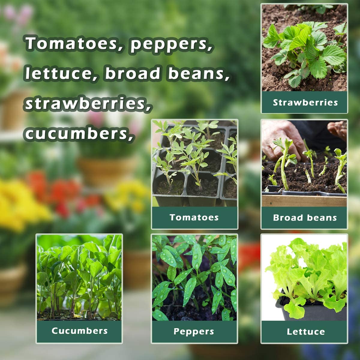 DS BS 10 Packs 12 Cells Seed Starter Tray Seed Starter Kit