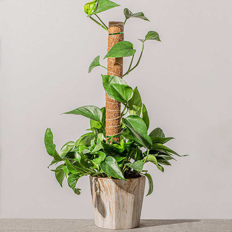 DS BS Coconut Liner Moss Rod for Climbing Plants 50cm 4 Pack