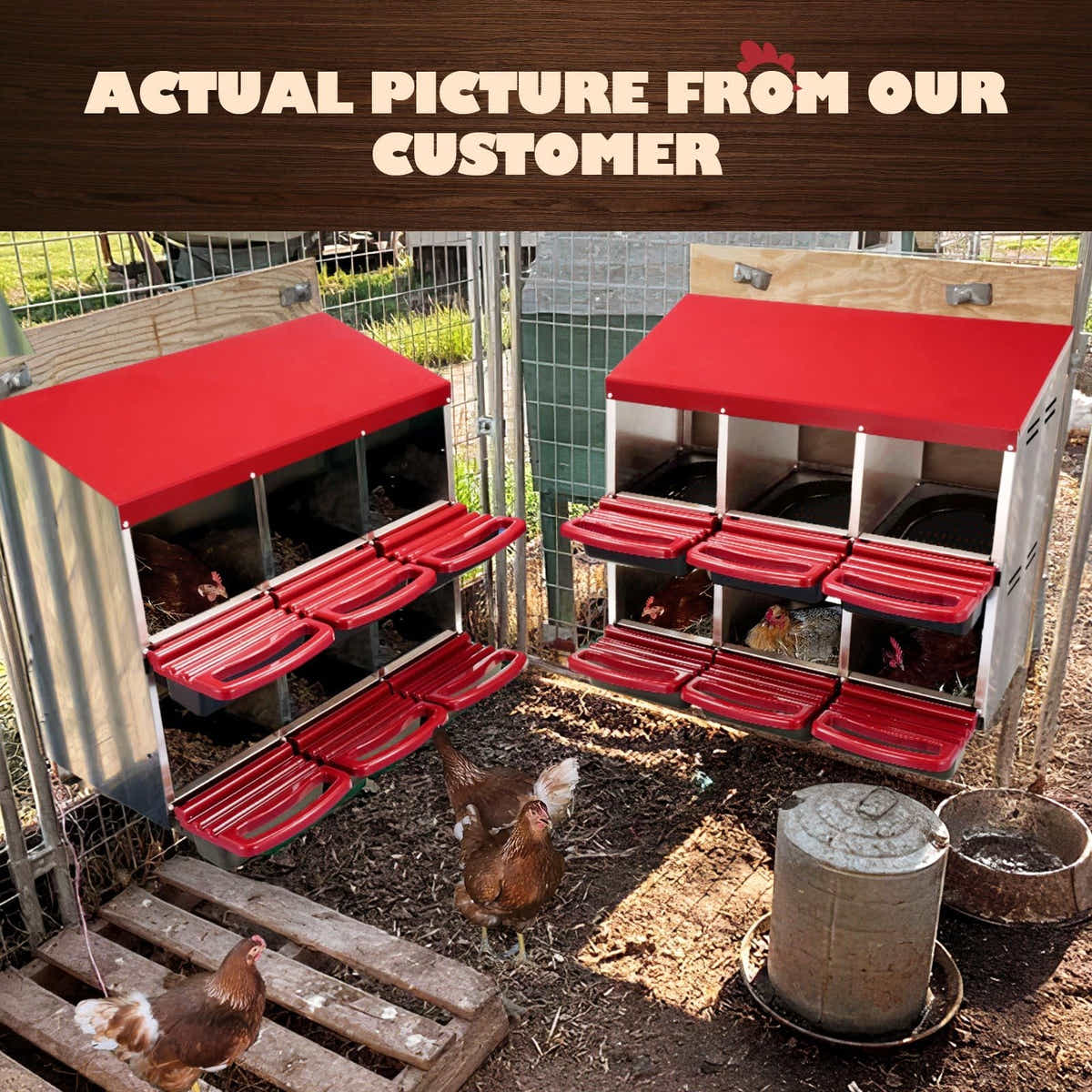 DS BD 2 Layer 6 Hole Chicken Nesting Roll Away Hen Laying Boxes Metal Plastic