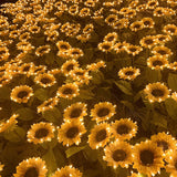 DS BS 3-Head Sunflower Solar Outdoor Garden Lights