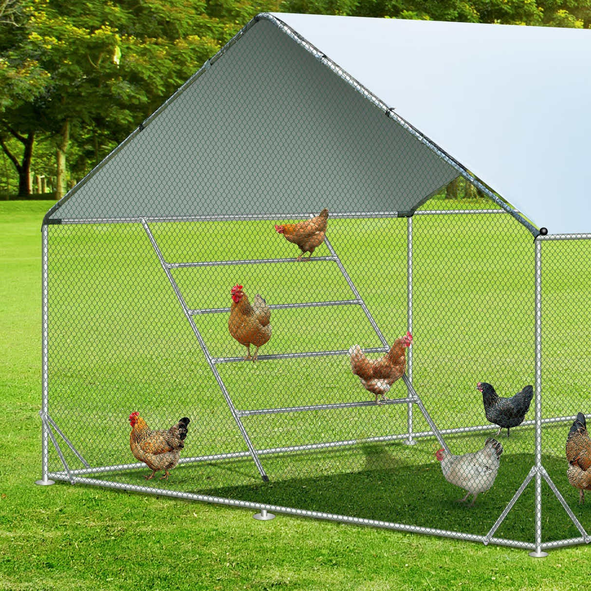 DS BD Chicken Bird Perch Roosting Bars Ladder Climbing Frame Farm Backyard Play