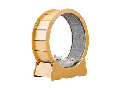 Cat Running Wheel