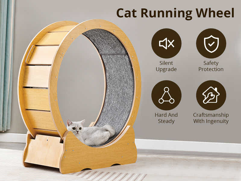 Cat Running Wheel