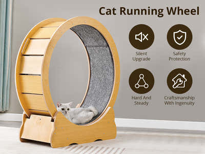 Cat Running Wheel