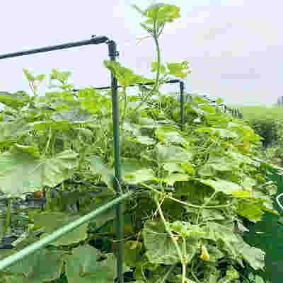 DS BS Garden Plant Climbing Trellis Support Frame