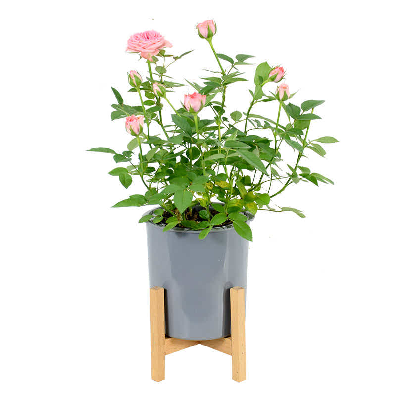 DS BS 3 Size Plant Pot Stand with Wood Rack