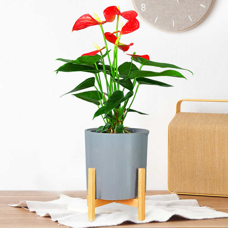 DS BS 3 Size Plant Pot Stand with Wood Rack