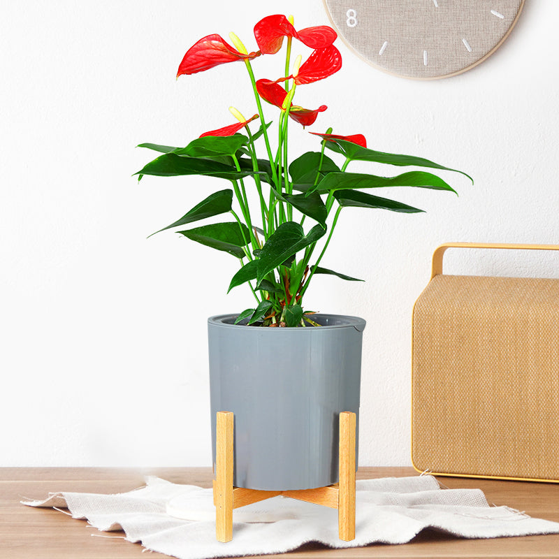 DS BS 3 Size Plant Pot Stand with Wood Rack