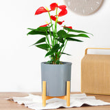 DS BS 3 Size Plant Pot Stand with Wood Rack