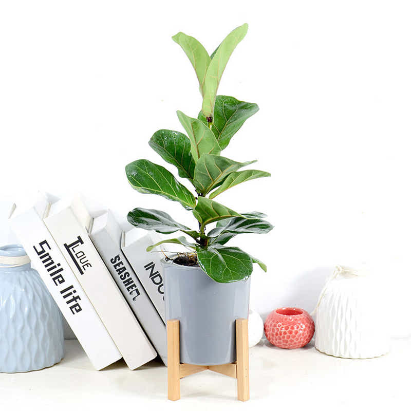 DS BS 3 Size Plant Pot Stand with Wood Rack