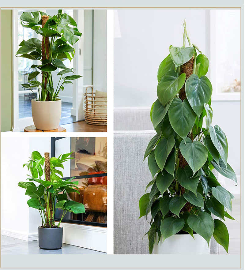 DS BS Coconut Liner Moss Rod for Climbing Plants 50cm 4 Pack