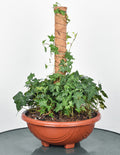 DS BS Coconut Liner Moss Rod for Climbing Plants 50cm 4 Pack