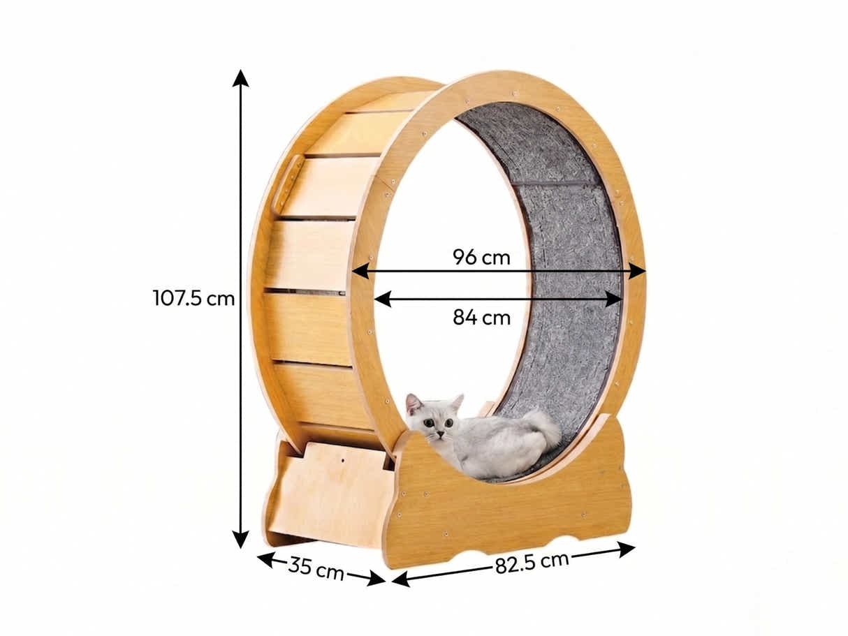 Cat Running Wheel