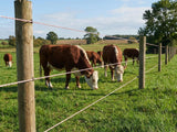 Poly Wire
