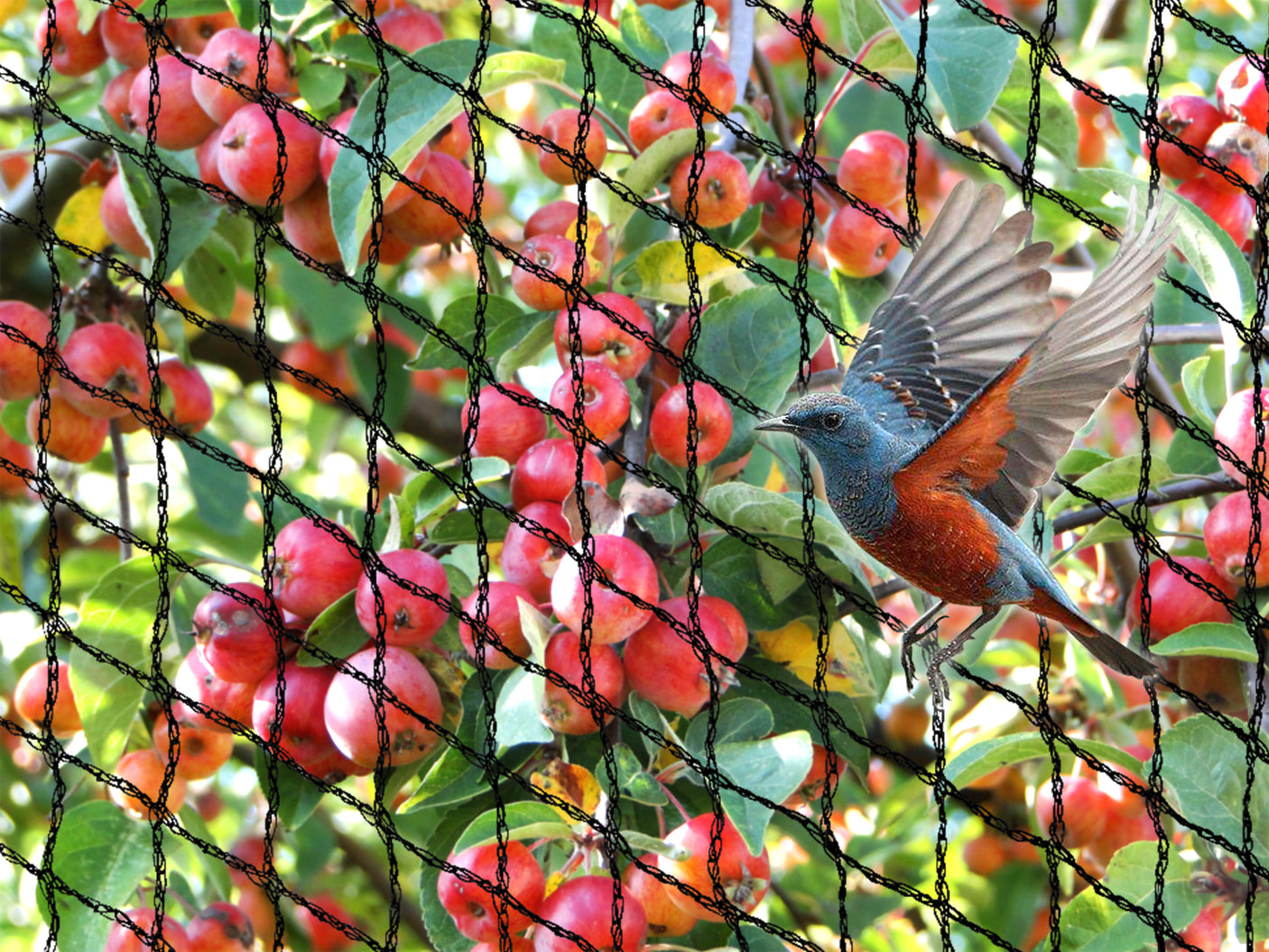 Anti-Bird Netting 10 X 10M