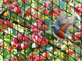 Anti-Bird Netting 10 X 10M